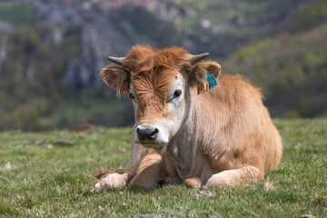 Picos de Europa (Asturias)