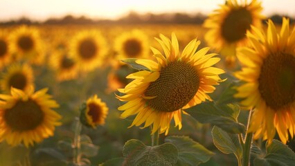 Obraz premium Sunflowers in a field of agriculture at sunset. Sunflower landscape flower concept. Field of sunflowers and flowers. Aerial view of fields of sunflowers and flowers in agriculture lifestyle at sunset.