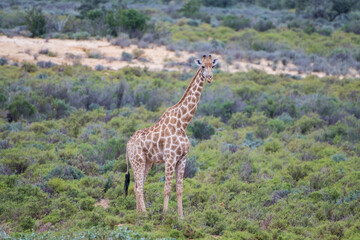 Giraffe in nature enjoying life