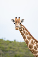 Giraffe in nature enjoying life