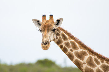 Giraffe in nature enjoying life