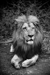 The lion (Panthera leo) is a large cat of the genus Panthera, native to Africa and India. Portrait of a male carnivore with an imposing mane and sharp gaze during a resting phase. Black and white.