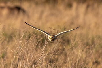 Short-Eared Owl hunting over golden brown fields in afternoon light