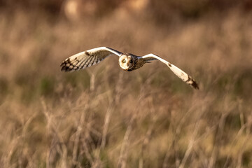 Short-Eared Owl hunting over golden brown fields in afternoon light