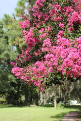 Naklejka premium pink flowers in the park
