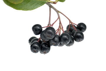 Close-up of black chokeberries (Aronia melanocarpa) on white background