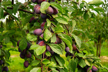 Erntezeit der Früchte im Alten Land in der Nähe von Hamburg