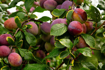 Erntezeit der Früchte im Alten Land in der Nähe von Hamburg
