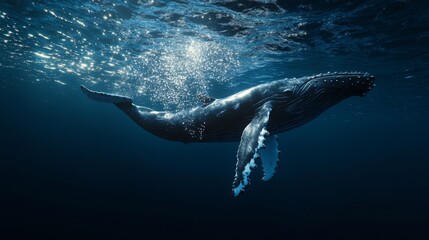 Fototapeta premium A majestic humpback whale gracefully swims underwater, creating a serene atmosphere amidst the shimmering blue depths.