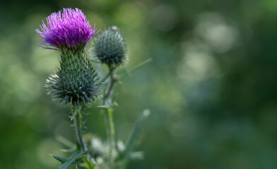 Purplish red Arctium tomentosum, woolly burdock or downy burdock flower in a garden