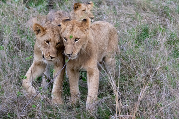Two young lionesses greeting each other