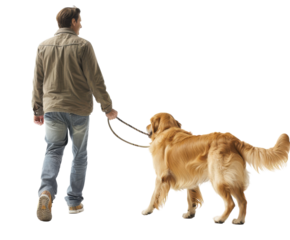A man walking a golden retriever on a leash, isolated on a white background PNG without background