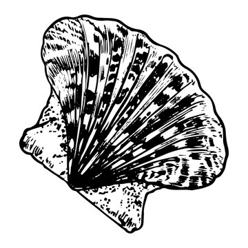 recommend clip art: Sea shell sketch hand drawn. Pectinida scallop. Bivalve shells of sea creature, mollusk seashell. Souvenir from summer holiday on the beach. Vector graphics illustration.