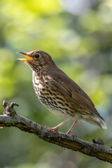 Song Thrush (Turdus philomelos) - Commonly found in woodlands and parks