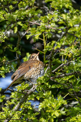 Song Thrush (Turdus philomelos) - Commonly found in woodlands and parks