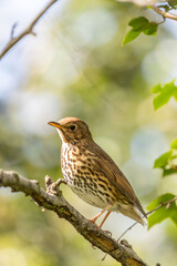 Song Thrush (Turdus philomelos) - Commonly found in woodlands and parks
