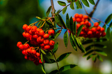 Bright Colourful Red Berries On A Tree