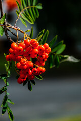 Bright Colourful Red Berries On A Tree