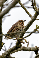 Song Thrush (Turdus philomelos) - Commonly found in woodlands and parks