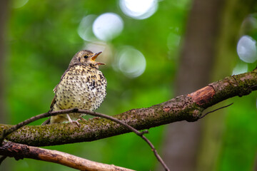 Song Thrush (Turdus philomelos) - Commonly found in woodlands and parks