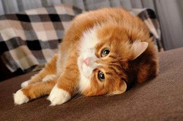 A ginger cat lies lounging on the sofa