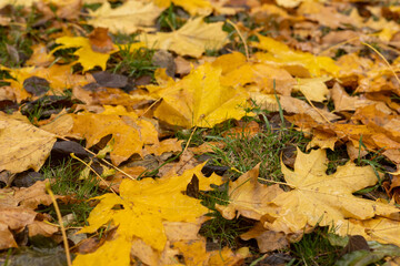 Yellow maple fallen leaves on the ground