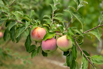 Red apples hanging on the branches of an apple tree in the garden
