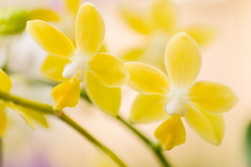 Phalaenopsis Orchid Mini Lemon Drops 'Sweetheart'
