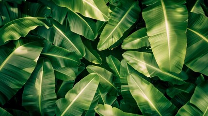 Lush Green Banana Leaves in Tropical Forest. Vibrant Nature Background. Ideal for Botanical and Nature Projects. Suitable for Wallpaper, Multipurpose Use and Design Inspiration. AI
