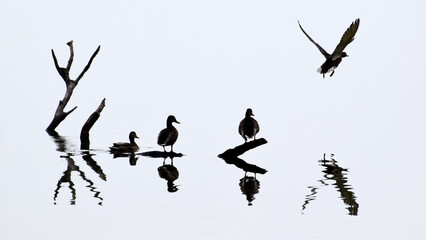 A flock of wild ducks resting on a pond, Sangów Polska