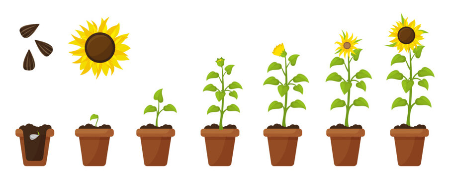 Cartoon sunflower growth. Plant in pot and ground growing from seed to flower. Farming and planting, sprout floral step by step neoteric vector scene