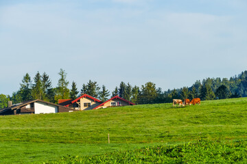 Landschaft mit Landhäusern und Kühen Alpen