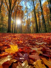 Sunlit Autumn Forest with Vibrant Fallen Leaves and Tall Trees in a Serene Natural Setting