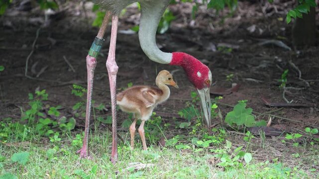  Eastern Sarus Crane and baby (Grus antigone sharpii)conservation birds in Thailand looking for food.
