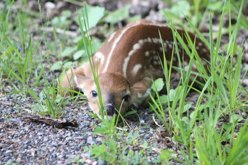 Whitetail deer baby fawn hiding in grass