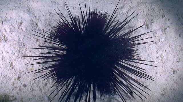 Black sea urchin crawls along the sandy bottom.