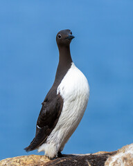 Common murre, Uria aalge, in Hornøya, Norway