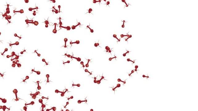 Bacteriophages or phages are viruses that infect and replicate only in bacteria. Bacterial viruses isolated on white
