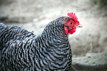 free run hens in field gray chicken