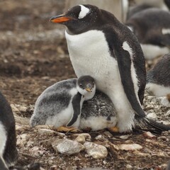 Fototapeta premium Penguin with chicks.