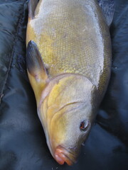 Kopf einer Schleie, Tica