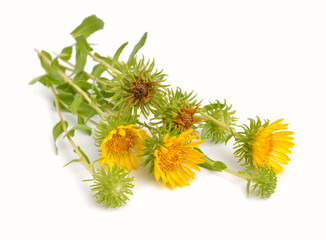 Grindelia squarrosa, also known as a curly-top gumweed or curlycup gumweed.