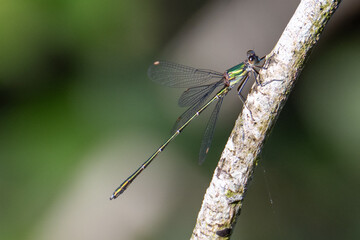 A willow emerald damselfly resting on a willow branch