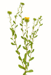 Grindelia squarrosa, also known as a curly-top gumweed or curlycup gumweed.