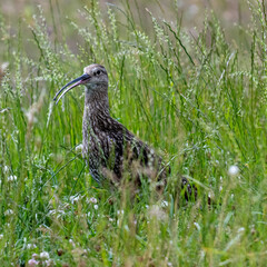 Curlew in grass on farmland in bright sunshine