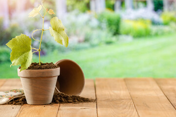 Flower pot seedling on wooden table and outdoor garden background.