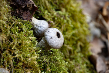 Close up of a puffball mushroom, Lycoperdon perlatum