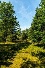 Obraz premium Ein herrliche Wanderung durch die einzigartige und farbenfrohe Landschaft der Behringer Heide - Bispingen - Niedersachsen - Deutschland
