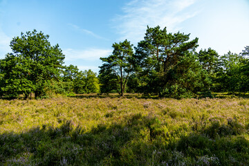 Obraz premium Ein herrliche Wanderung durch die einzigartige und farbenfrohe Landschaft der Behringer Heide - Bispingen - Niedersachsen - Deutschland