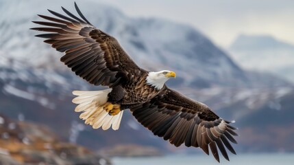 Obraz premium Bald Eagle Soaring Over Mountainous Landscape.
